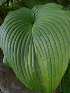 hosta- I linger in the moment before moving on...