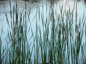 evening calm... at attention the cattails