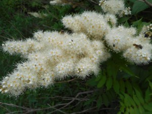 a fuzzy batch of blossoms- plans change 