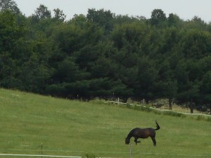mid afternoon out to pasture grazing in the grass...