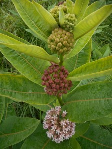 milkweed on one plant from bud to bloom...