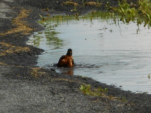 bathing in the puddle a robin