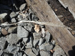 a lonely reminder stretched  of a railroad tie -snake skin