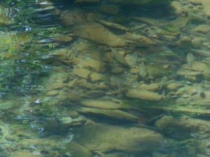 the sun too in the shallows with the  minnows 