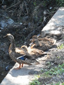mother with her young ones  all lined up...