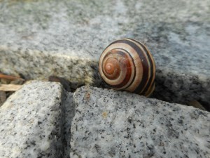 snails on the move over pavers