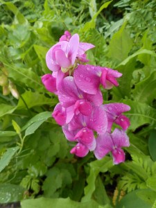 after the downpour sweet pea refreshed