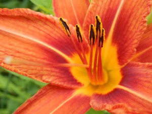 day lilies some have crossed the road