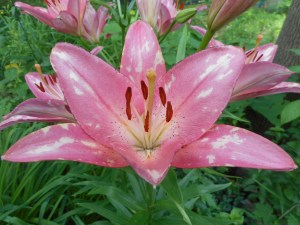 in the yard the time has come to look  again...