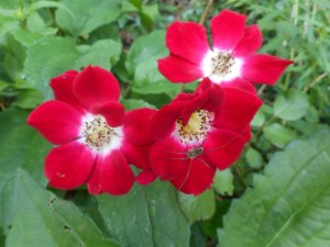 also attracted  to the red flowers garden spider