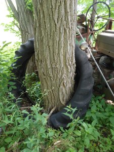 a tree growing up inside an old tractor tire