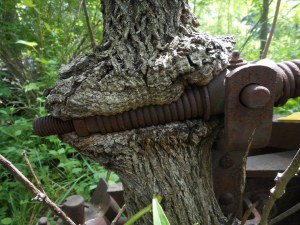 the way a tree will  absorb a thing 