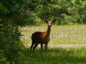 oh deer, no need to run.. I just take photos