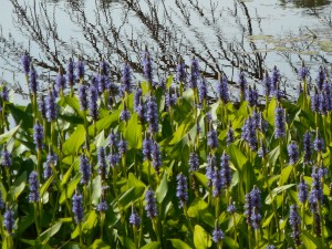 taking the path around the pond with you...