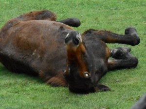 unburdened after a long day the pack horse