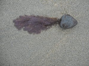 all across the beach the stranded still life's of the day...