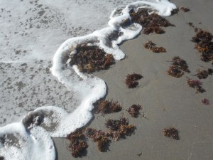 the constant design and redesign at the tide line 