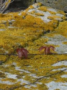 foundation  of the old barn home for lichen