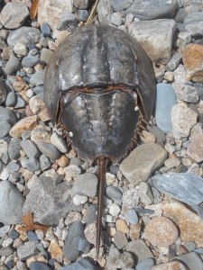 on the rocks intact ... but lifeless