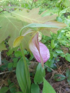 the koan of a blossom brevity 