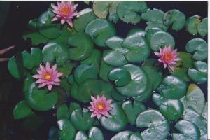 Virginia ashram- in the lotus pond the heat