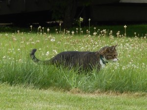 on the prowl at the perimeter the house cat...