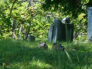 after Mother died I caught her woodchuck and let it go  at the cemetery
