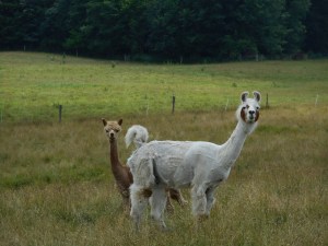 from Peru to upstate New York a llama's look
