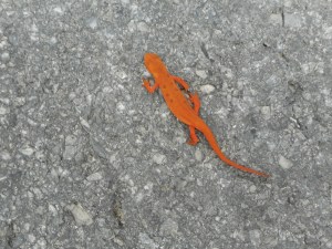 red eft on the move  to become a newt