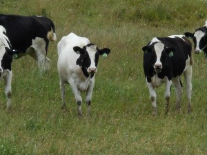 holsteins in their perfection moo