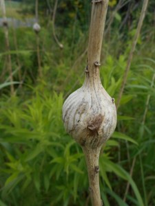 galls... the very gall of them!