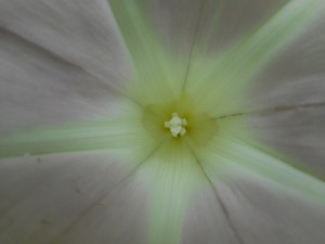 morning glory the aura of light into the universe 