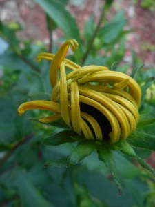 the beauty of a bud preparing to bloom