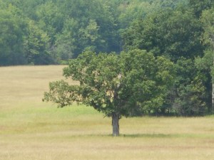 alone in the field a tree with its shade