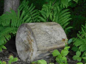 at the edge  of the woods a still life