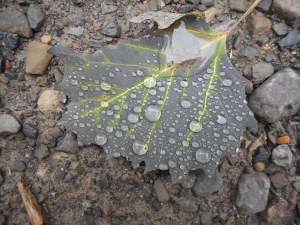 the rain  keeps falling on itself