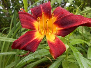 rain falling on rain 