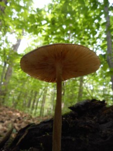 'remember what the dormouse said... feed your head'