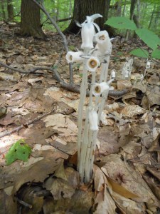 ghost dance on the forest floor Indian Pipes