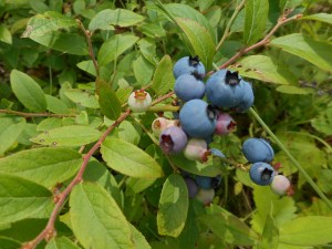 along the path I stop to sample from a blueberry patch....