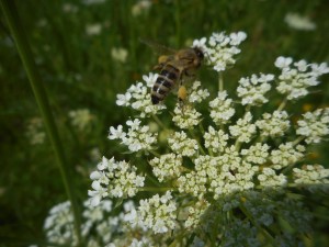 from one galaxy  to another honeybee