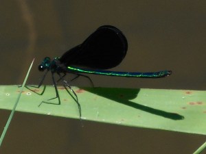 heart beats the smooth flow of the creek