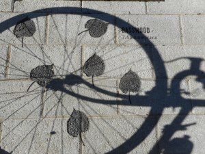 the many shadows of a sunny day taken in turn