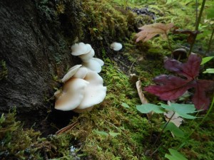 woods floor the housekeeping  of it all