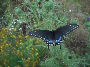 black swallowtail chooses to settle a spell  on a  purple  thistle 