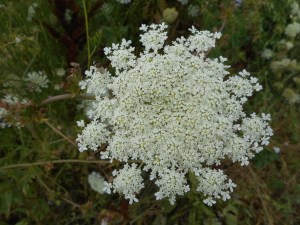 the welcome of each blossom wherever