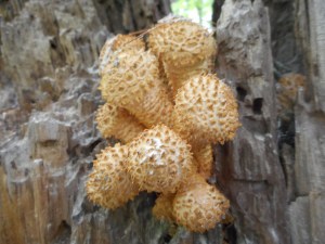 where the crack in the tree  brought it down