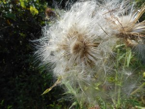 gone to seed the thistle takes on a new beauty
