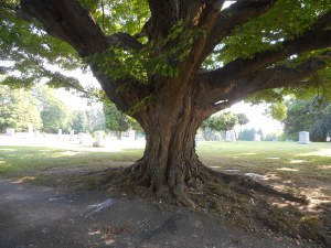 taking time in the cemetery for some shade