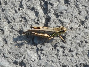 late summer time for grasshoppers to do their thing...